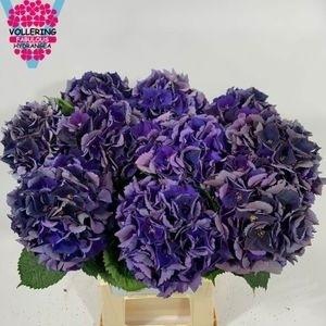 HYDR M ROYAL KING CL