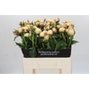 Paeonia Dr F.G. Brethour