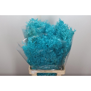 Pres Ruscus Bleached Col Tiffany