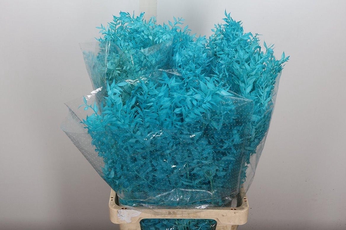 <h4>Pres Ruscus Bleached Col Tiffany</h4>