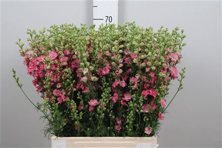 <h4>Consolida reg. 'Qis Rose'</h4>