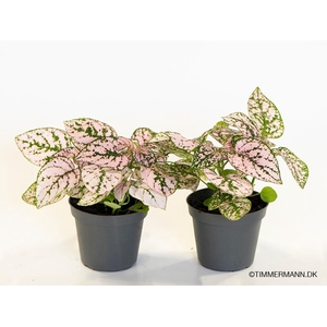 HYPOESTES PHYLLOSTACHYA P6 CONFETTI PINK