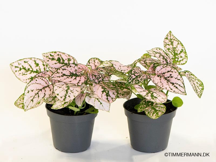 HYPOESTES PHYLLOSTACHYA P6 CONFETTI PINK