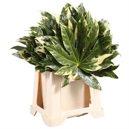 <h4>Aralia Variegata</h4>