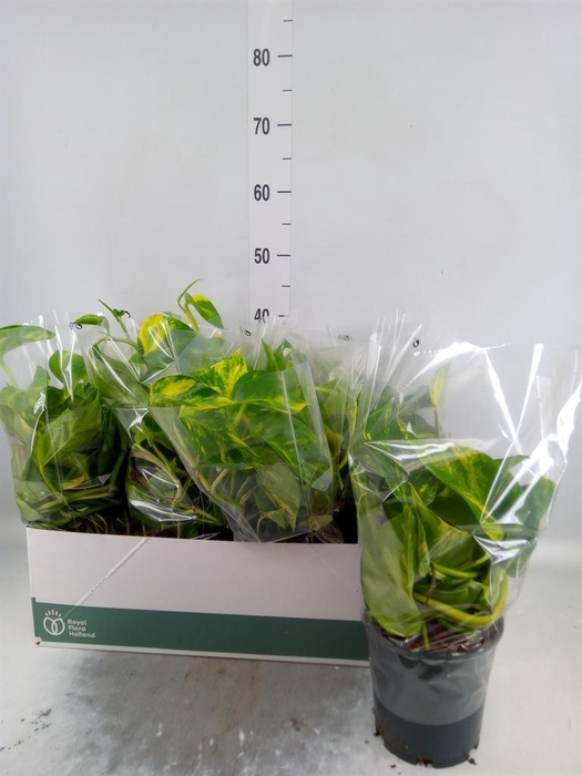 <h4>Epipremnum pinn. 'Aureum'</h4>