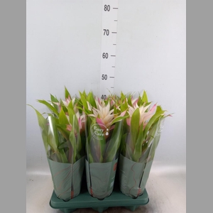 Guzmania  'Deseo Magical White'
