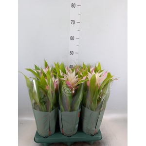 Guzmania  'Deseo Magical White'