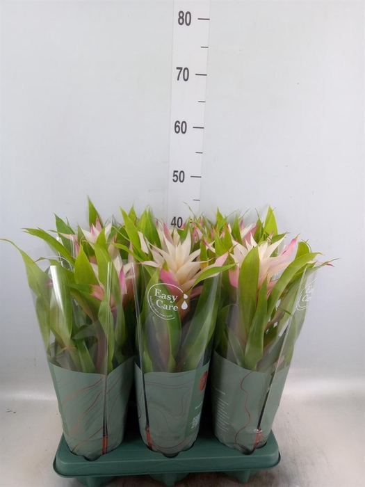<h4>Guzmania  'Deseo Magical White'</h4>