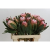 Protea Susara