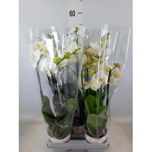 Phalaenopsis   ...mix