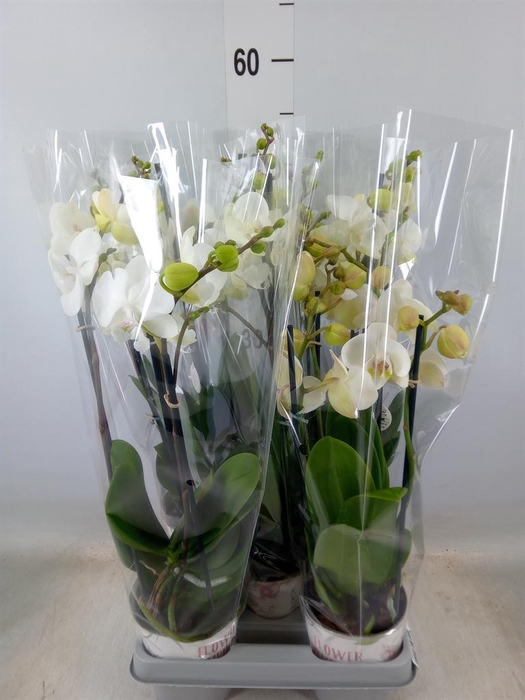 <h4>Phalaenopsis   ...mix</h4>