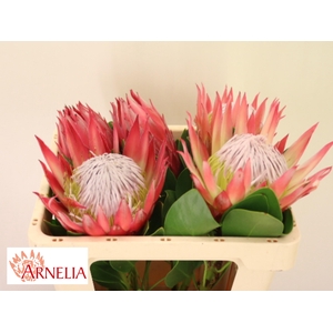 PROTEA CY MADIBA