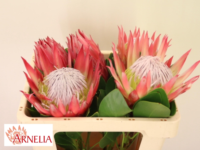 <h4>PROTEA CY MADIBA</h4>