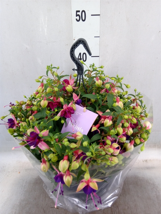 <h4>Fuchsia   ...</h4>