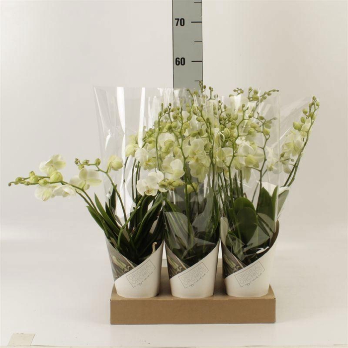 <h4>Phalaenopsis  'Ant Inverness'</h4>