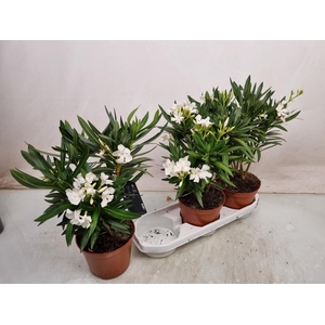 NERI OLEANDER