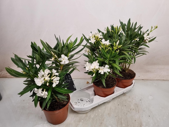 <h4>NERI OLEANDER</h4>