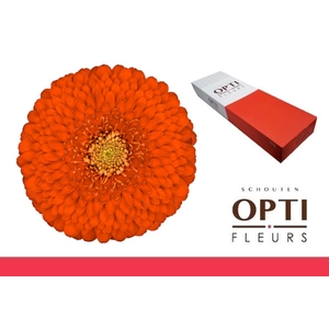 Germini Pomponi Fozzie Doos