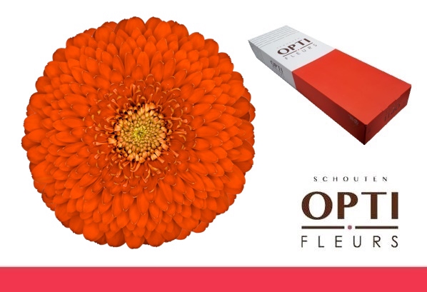 Germini Pomponi Fozzie Doos