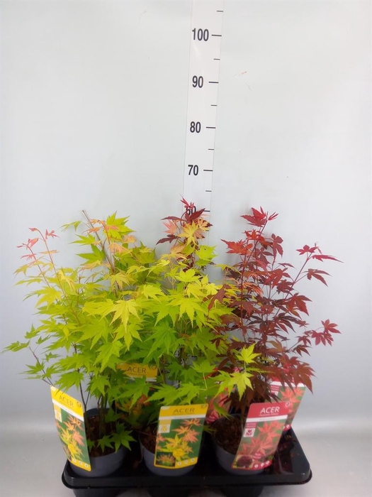 <h4>Acer palmatum</h4>