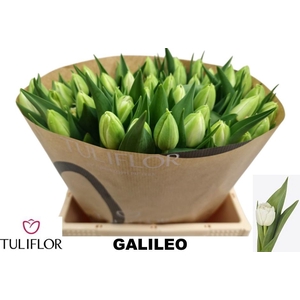 TU DU GALILEO