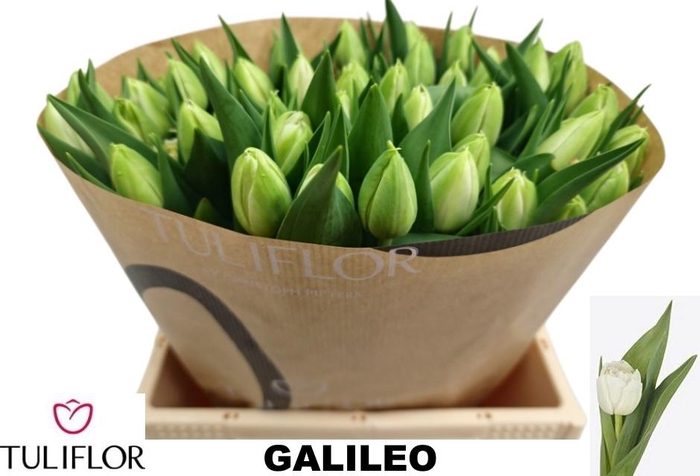 <h4>TU DU GALILEO</h4>