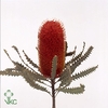 Dried Banksia Prionote Red