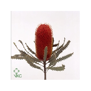 Banksia Speciosa Red Dry