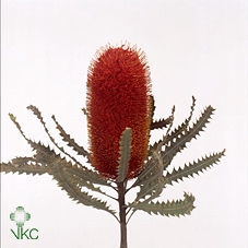 <h4>Banksia Speciosa Red Dry</h4>