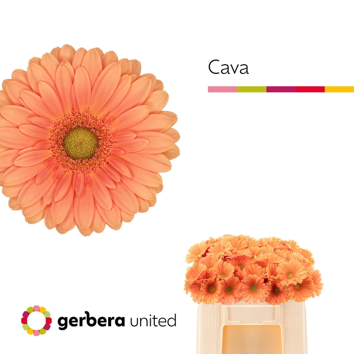 <h4>Germini Cava Water</h4>