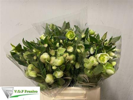 <h4>Hell Magnific Bells</h4>