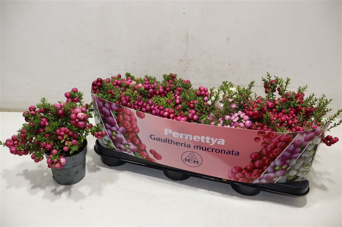 <h4>Gaulth Mucronata</h4>
