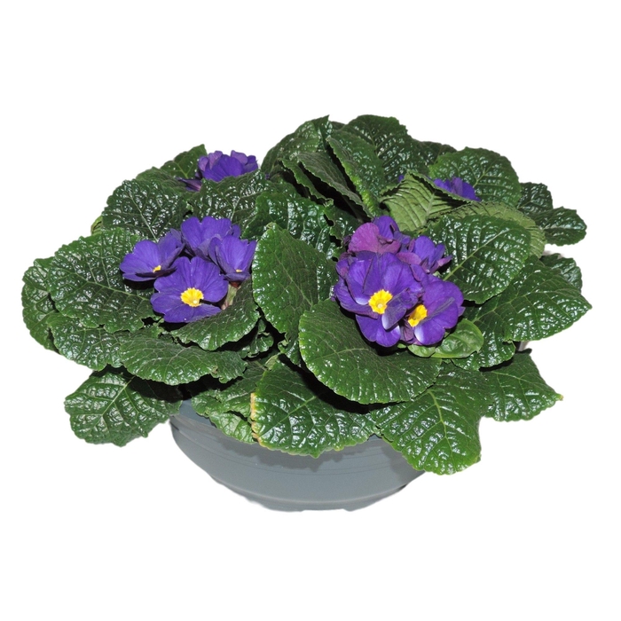 <h4>Primula Ac Op Kleur Blauw Patio Schaal</h4>