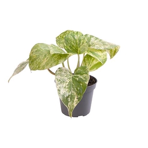 Epipremnum Pinnatum Marble Queen 6Ø 18cm