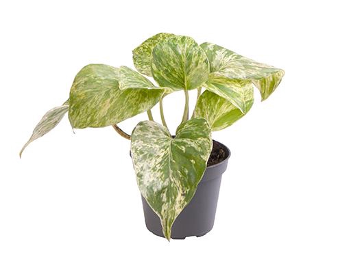Epipremnum Pinnatum Marble Queen 6Ø 18cm
