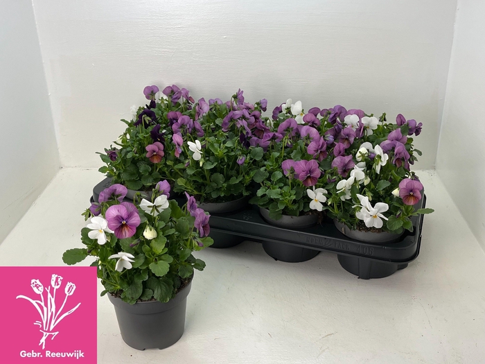 <h4>VIO TRICOLOR</h4>