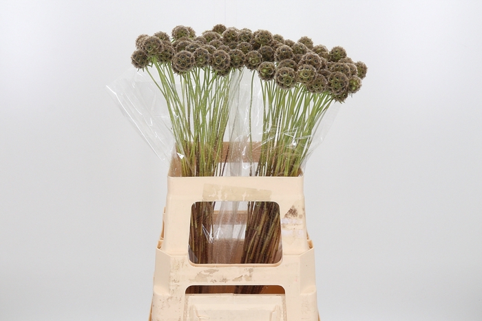 <h4>Scabiosa Stell Zaaddoos</h4>
