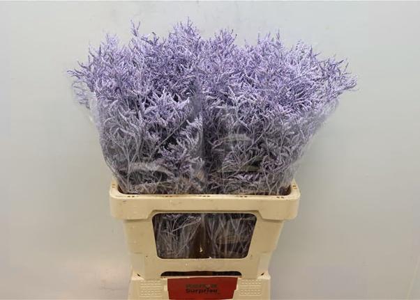 <h4>LIM OV KLB H%</h4>