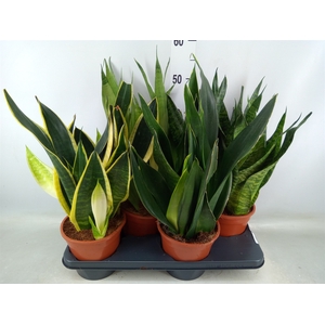 Sansevieria trifa.   ...