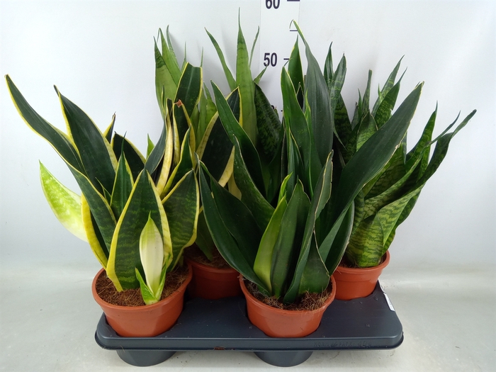 <h4>Sansevieria trifa.   ...</h4>