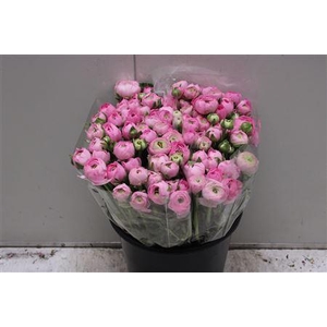 Ranunculus Elegance Pink