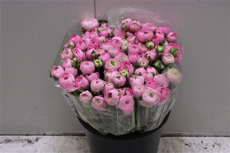 <h4>Ranunculus Elegance Pink</h4>