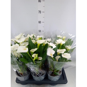 Zantedeschia  'Captain Fresco'