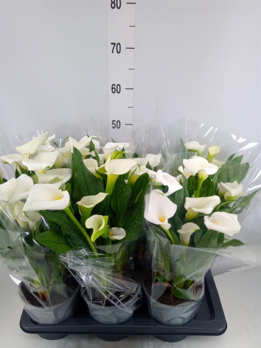 <h4>Zantedeschia 'Captain Fresco'</h4>