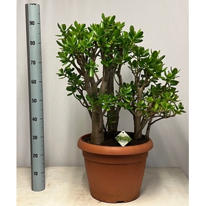 CRASS OVATA