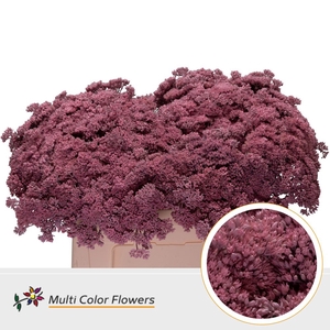 Sedum Rose Licht