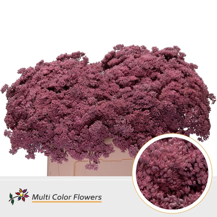 <h4>Sedum Rose Licht</h4>