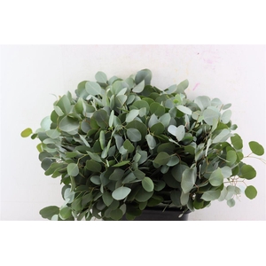 Euca Populus 55 Cm Per Tak