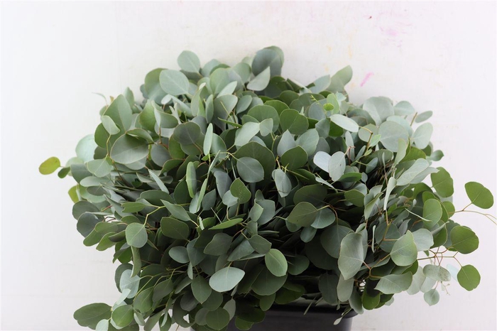 <h4>Euca Populus 55 Cm Per Tak</h4>