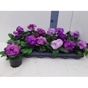 VIO WI DEL PERS SURP